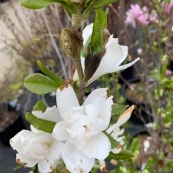 Pandy's Garden Center Nursery Magnolia - Royal Star
