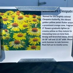 Pandy's Garden Center Echinacea/ Cone Flower ‘cleopatra’ Perennials