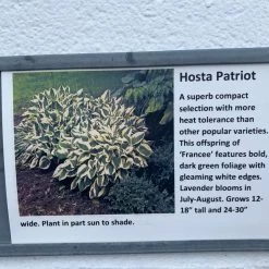 Pandy's Garden Center Host ‘patriot’ 7 Pandy's Garden Center Host ‘patriot’