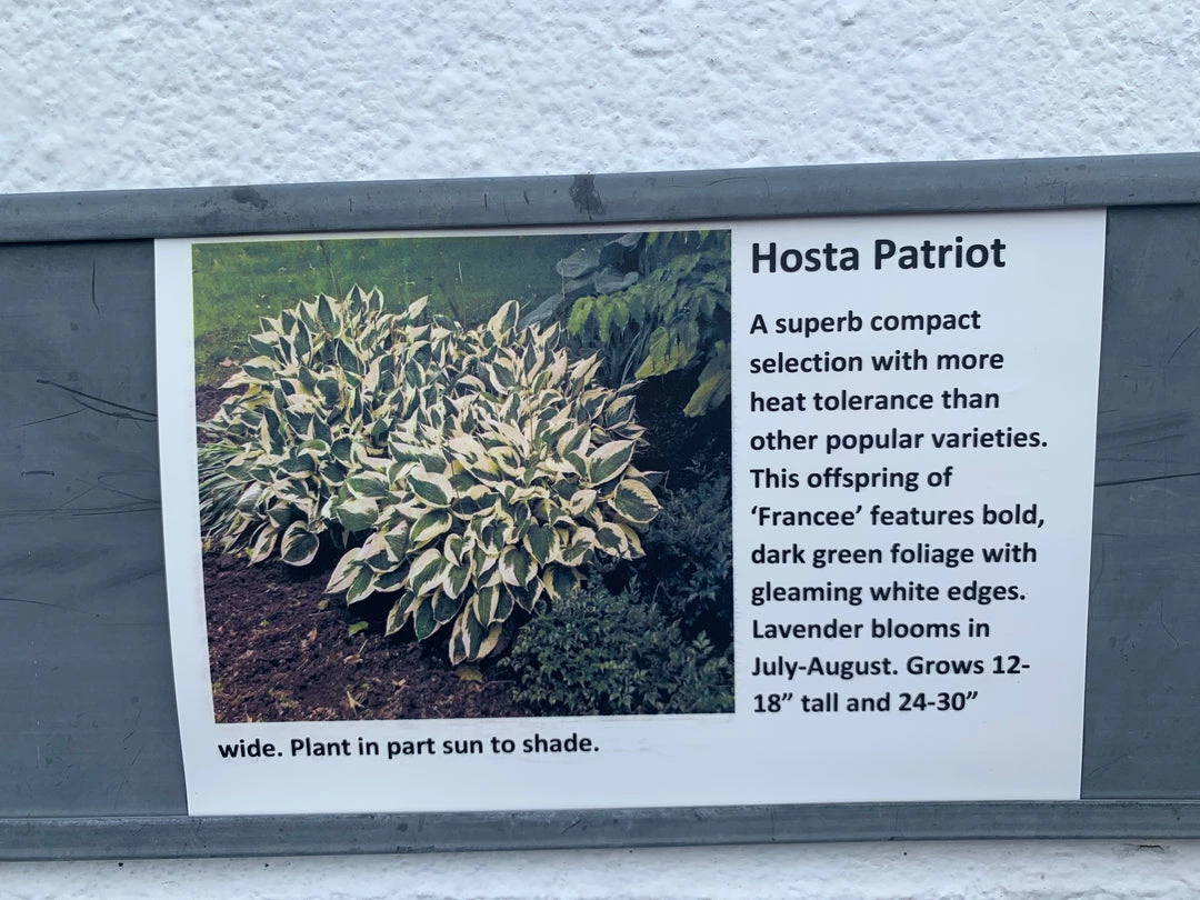 Pandy's Garden Center Host ‘patriot’ 5 Pandy's Garden Center Host ‘patriot’