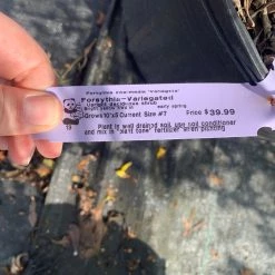 Pandy's Garden Center Forsythia Variegated