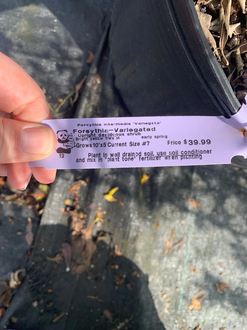 Pandy's Garden Center Forsythia Variegated 3 Pandy's Garden Center Forsythia Variegated