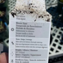 Pandy's Garden Center Guara ‘whirling Butterflies’ Perennials