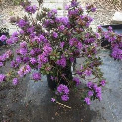 TreeTyme Rhododendron - Dwarf Ramapo