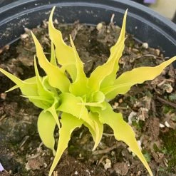 Pandy's Garden Center Hosts ‘wiggles And Squiggles’