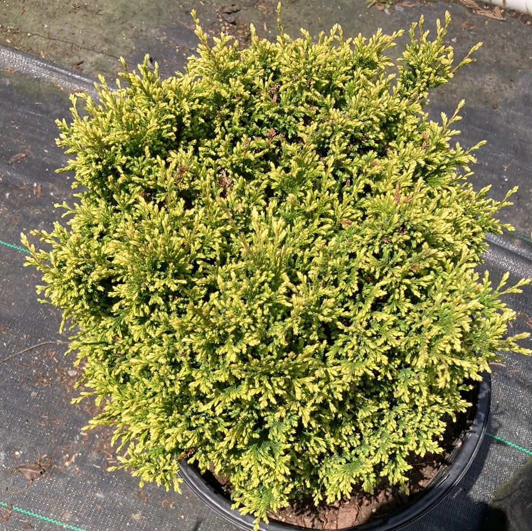 Pandy's Garden Center Snow Cypress 3 Pandy's Garden Center Snow Cypress