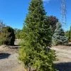 Pandy's Garden Center Nursery Fir Canaan