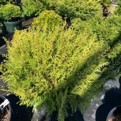 Pandy's Garden Center Cypress ‘white Pygmy’