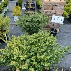 Pandy's Garden Center Japanese Holly - Green Luster Nursery