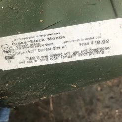 Pandy's Garden Center Nursery Black Mondo Grass