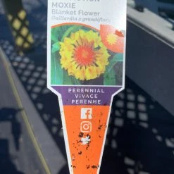 Pandy's Garden Center Gaillardia ‘fanfare Citronella’