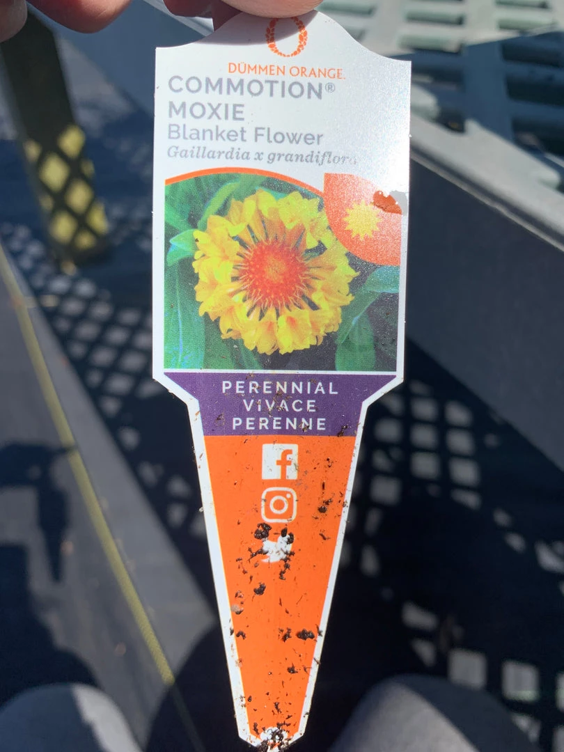 Pandy's Garden Center Gaillardia ‘fanfare Citronella’ 3 Pandy's Garden Center Gaillardia ‘fanfare Citronella’