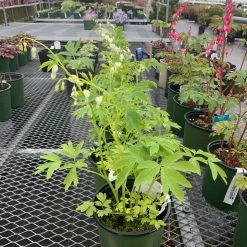 Pandy's Garden Center Perennials Dicentra Spectaculars 'alba' Bleeding Heart White