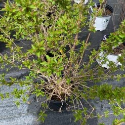 Pandy's Garden Center Weigelia Pink Princess Nursery