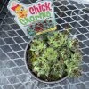 Pandy's Garden Center Chick Charms’ Mint Marvel Perennials