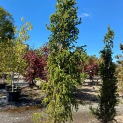 Pandy's Garden Center Spruce - Norway Columnar Nursery