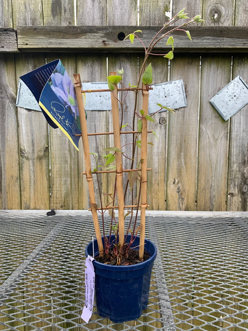 Pandy's Garden Center Perennials Clematis ‘ Cezame 3 Pandy's Garden Center Perennials Clematis ‘ Cezame