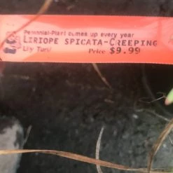 Pandy's Garden Center Nursery Liriope Spicata - Creeping