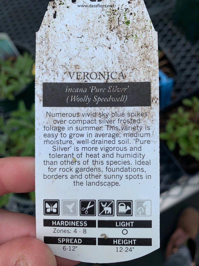 Pandy's Garden Center Veronica ‘pure Silver’ Perennials 4 Pandy's Garden Center Veronica ‘pure Silver’ Perennials
