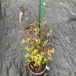 Pandy's Garden Center Clematis’ Ramona