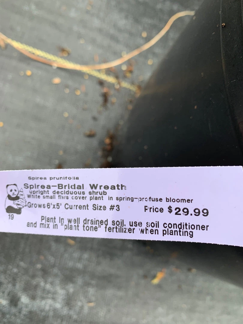 Pandy's Garden Center Nursery Spirea Bridal Wreath C-7 ! 3 Pandy's Garden Center Nursery Spirea Bridal Wreath C-7 !