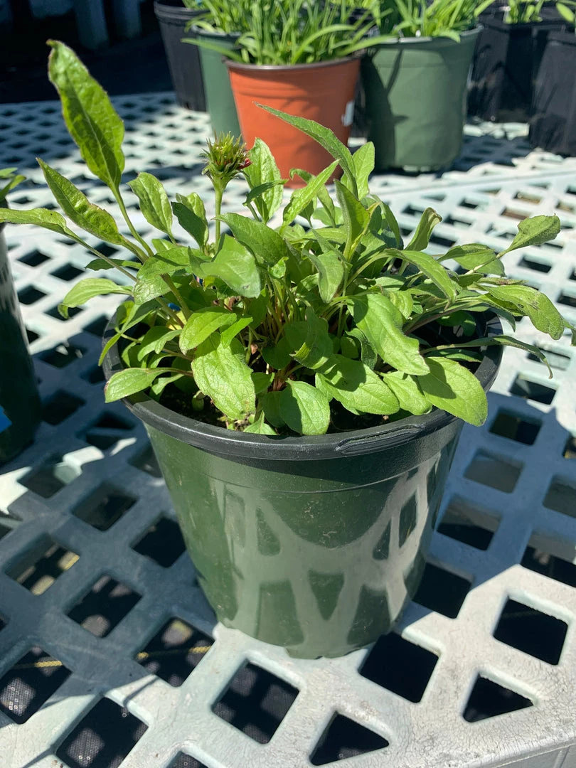 Pandy's Garden Center Echinacea/cone Flower ‘pupurea Pink Double Delight’ 4 Pandy's Garden Center Echinacea/cone Flower ‘pupurea Pink Double Delight’