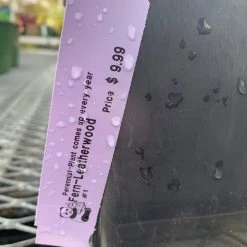 Pandy's Garden Center Fern’ LeatherWood Perennials