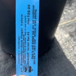 Pandy's Garden Center Potentilla Gold Finger Yellow C-10 ! 5 Pandy's Garden Center Potentilla Gold Finger Yellow C-10 !