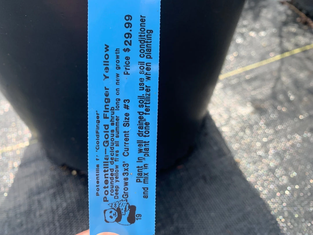 Pandy's Garden Center Potentilla Gold Finger Yellow C-10 ! 4 Pandy's Garden Center Potentilla Gold Finger Yellow C-10 !