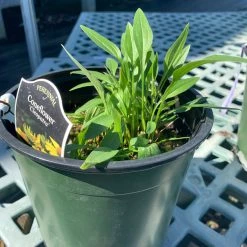 Pandy's Garden Center Echinacea/ Cone Flower ‘cleopatra’ Perennials 5 Pandy's Garden Center Echinacea/ Cone Flower ‘cleopatra’ Perennials