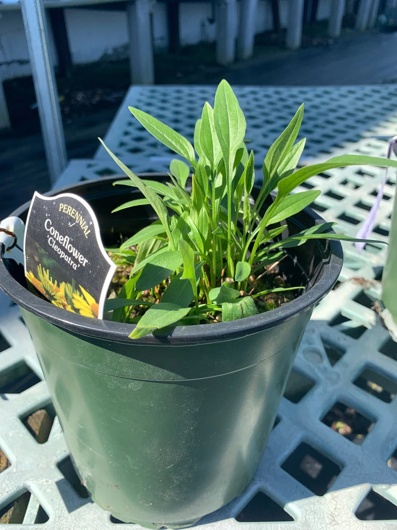 Pandy's Garden Center Echinacea/ Cone Flower ‘cleopatra’ Perennials 4 Pandy's Garden Center Echinacea/ Cone Flower ‘cleopatra’ Perennials