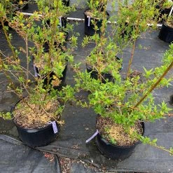 Pandy's Garden Center Forsythia Variegated