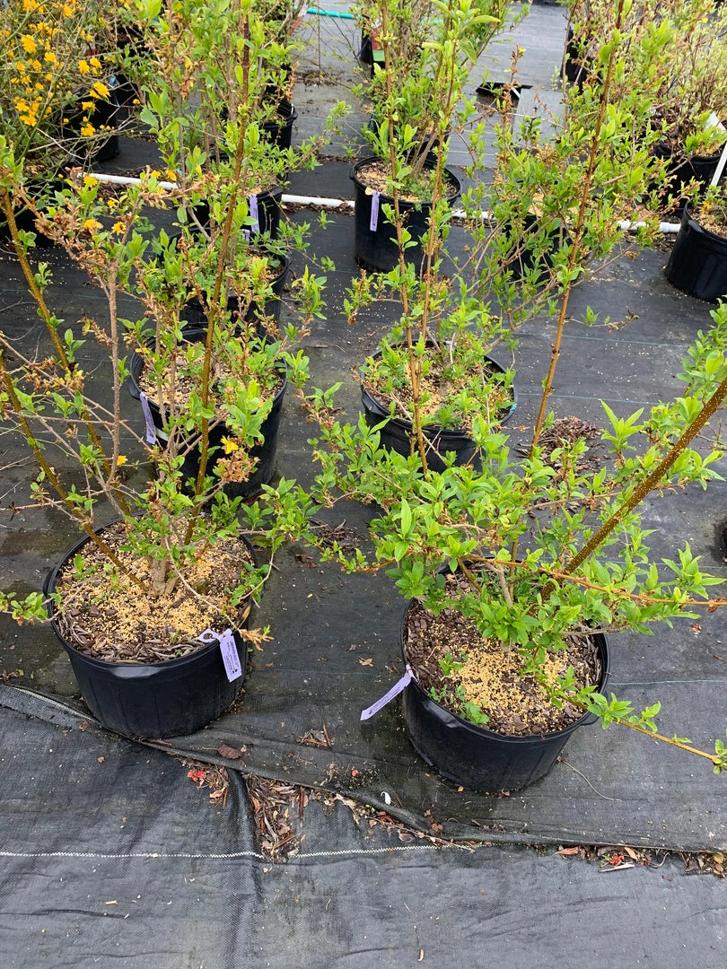 Pandy's Garden Center Forsythia Variegated 4 Pandy's Garden Center Forsythia Variegated