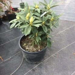 Pandy's Garden Center Rhododendron White Chionoides Nursery