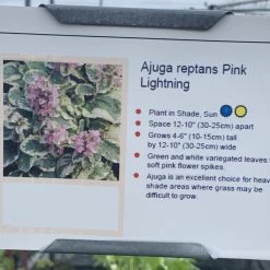 Pandy's Garden Center Ajuga ‘Pink Lightning’ Bugle Weed