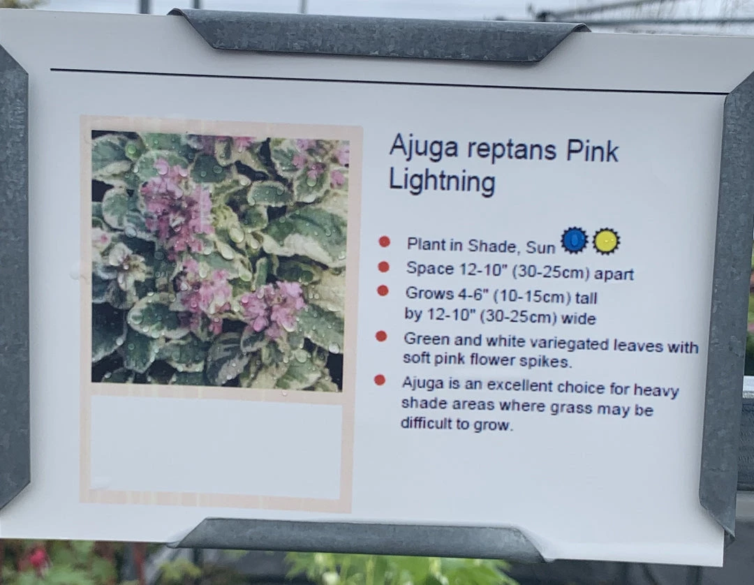 Pandy's Garden Center Ajuga ‘Pink Lightning’ Bugle Weed 4 Pandy's Garden Center Ajuga ‘Pink Lightning’ Bugle Weed