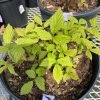 Pandy's Garden Center Perennials Raspberry ‘heritage’