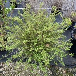 Pandy's Garden Center Deutzia ‘Nikko Dwarf’