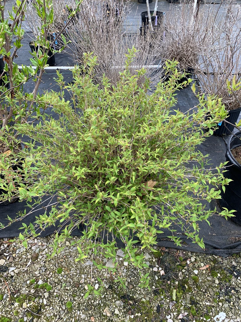 Pandy's Garden Center Deutzia ‘Nikko Dwarf’ 3 Pandy's Garden Center Deutzia ‘Nikko Dwarf’