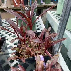 Pandy's Garden Center Penstemon ‘huskers Red’ 5 Pandy's Garden Center Penstemon ‘huskers Red’