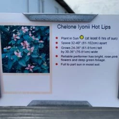 Pandy's Garden Center Chelone/ Turtle Head ‘hot Lips’. Sun Perennials