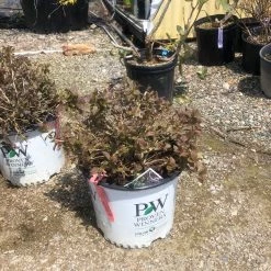 Pandy's Garden Center Midnight Wine Weigelia