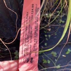 Pandy's Garden Center Muhly Grass Undaunted Ruby Grass House !