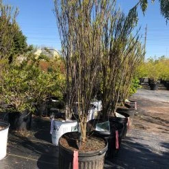 Pandy's Garden Center Tallhedge’ Finellne Fern Leaf
