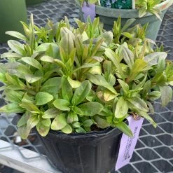 Pandy's Garden Center Myosotis ‘mon Amie’ Perennials 5 Pandy's Garden Center Myosotis ‘mon Amie’ Perennials