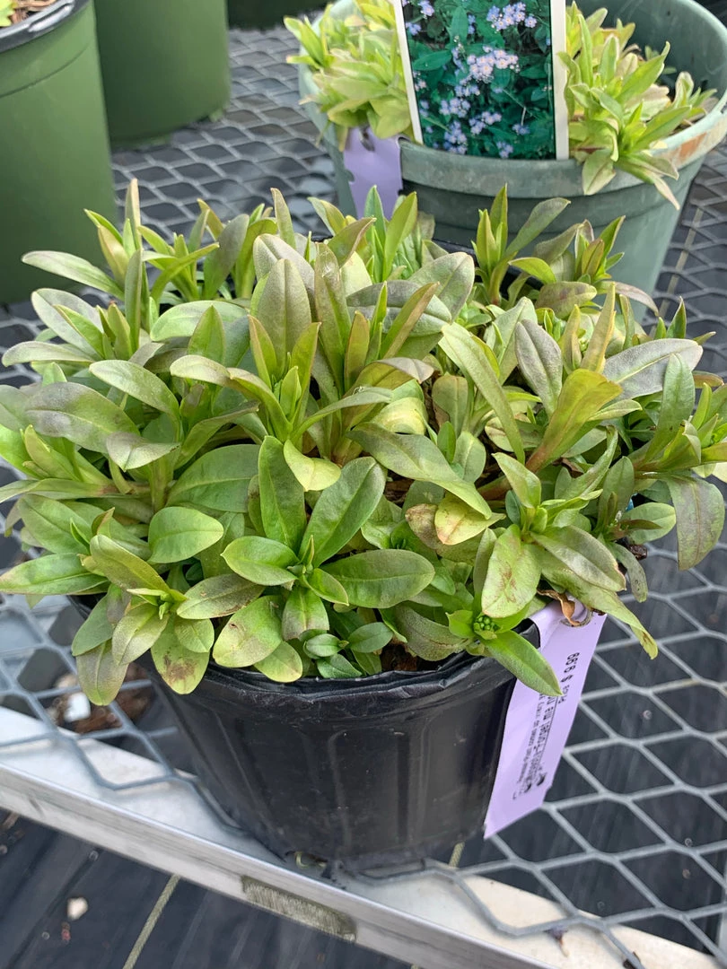 Pandy's Garden Center Myosotis ‘mon Amie’ Perennials 4 Pandy's Garden Center Myosotis ‘mon Amie’ Perennials