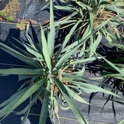 Pandy's Garden Center Yucca Hofer’s Blue