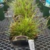Pandy's Garden Center Carex ’pennsylvania Sedge’