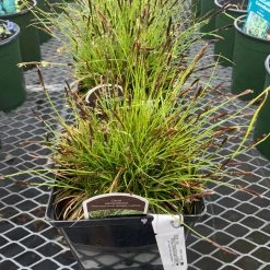 Pandy's Garden Center Carex ’pennsylvania Sedge’