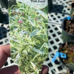 Pandy's Garden Center Eupatorium/ Joe Pye Weed ‘pink Frost Hybrid’ Perennials